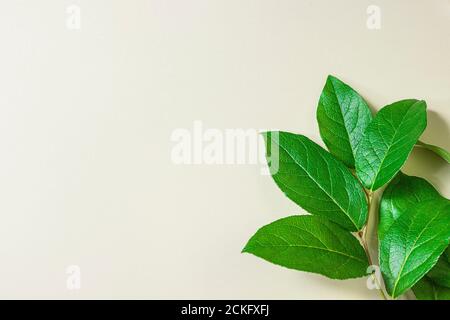 Frische grüne Blätter auf beigem Hintergrund. Stockfoto