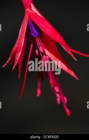 Blume der Kolibris fuchsia Fuchsia magellanica. Conguillio-Nationalpark. Region Araucania. Chile. Stockfoto