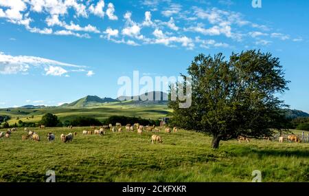 Kühe Aubrac und das Sancy-Massiv, Naturpark Vulkane der Auvergne, Puy de Dome, Auvergne-Rhone-Alpes, Frankreich Stockfoto