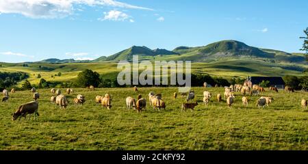 Kühe Aubrac und das Sancy-Massiv, Naturpark Vulkane der Auvergne, Puy de Dome, Auvergne-Rhone-Alpes, Frankreich Stockfoto