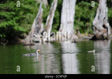 Fliegender Dampfer Enten Tachyeres patachonikus . Männlich und Küken. Captren Lagune. Conguillio-Nationalpark. Region Araucania. Chile. Stockfoto