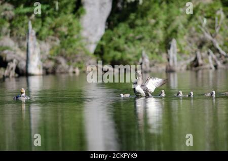 Fliegender Dampfer Enten Tachyeres patachonicus. Weibchen nach rechts und Männchen nach links und Küken. Captren Lagune. Conguillio National Park. Chile. Stockfoto