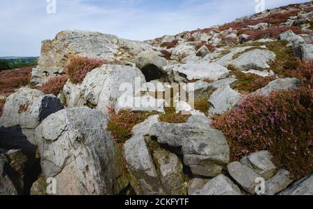 Im Sommer im North York Moors National Park in der Nähe von Goathland, Yorkshire, Großbritannien, findet man eine schroffe Moorlandschaft mit großen Felsbrocken und blühenden Wildheiden. Stockfoto