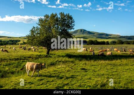 Kühe Aubrac und das Sancy-Massiv, Naturpark Vulkane der Auvergne, Puy de Dome, Auvergne-Rhone-Alpes, Frankreich Stockfoto