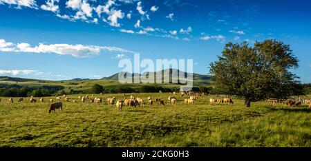 Kühe Aubrac und das Sancy-Massiv, Naturpark Vulkane der Auvergne, Puy de Dome, Auvergne-Rhone-Alpes, Frankreich Stockfoto