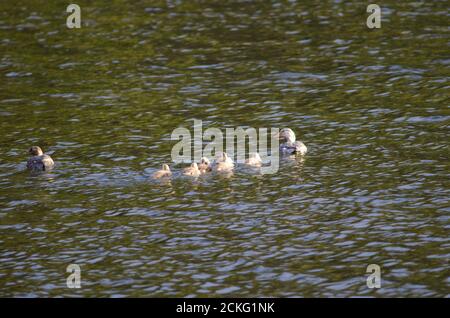 Fliegender Dampfer Enten Tachyeres patachonicus. Männchen rechts und Weibchen links und Küken. Captren Lagune. Conguillio National Park. Chile. Stockfoto