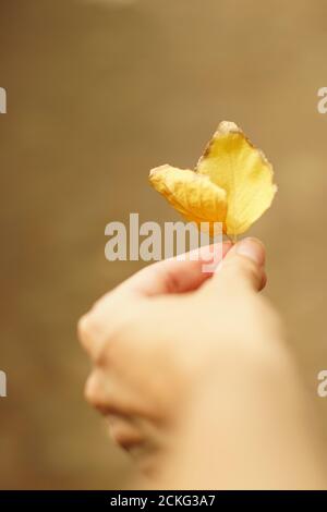 Weibliche Hand mit goldenen Herbstbirkenblättern. Stockfoto