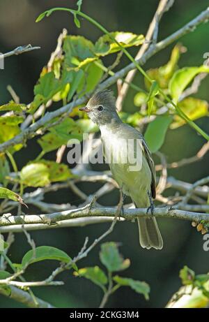 Gelbbauchige Elaenia (Elaenia flavogaster flavogaster) Erwachsene, die auf dem Zweig des Atlantischen Regenwaldes, Brasilien thront Juni Stockfoto