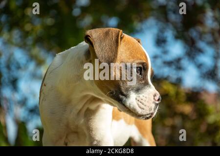 Junger Boxerhund schaut seitwärts, sonniger Tag Stockfoto