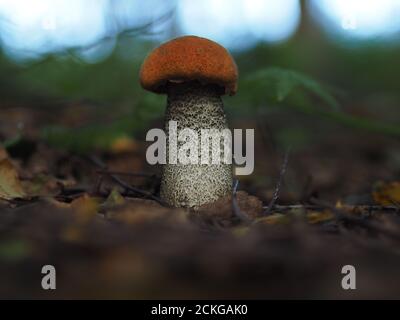 Essbare Pilze im Wald. Stockfoto