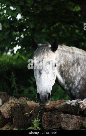 Seitenansicht eines Connemara-Pony-Kopfes über einer Steinmauer in einer kleinen ländlichen Farm, Galway, Irland Stockfoto