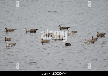 Hochlandgänse Chloephaga picta auf dem Meer. Puerto Natales. Ultima Esperanza Provinz. Magallanes und chilenische Antarktis. Chile. Stockfoto