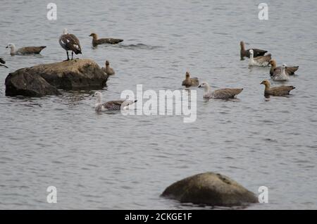 Hochlandgänse Chloephaga picta auf dem Meer. Puerto Natales. Ultima Esperanza Provinz. Magallanes und chilenische Antarktis. Chile. Stockfoto