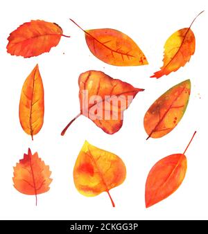Eine Sammlung von Herbst Aquarell Blätter, isoliert auf einem weißen Hintergrund, in gelb und Herbst Stockfoto