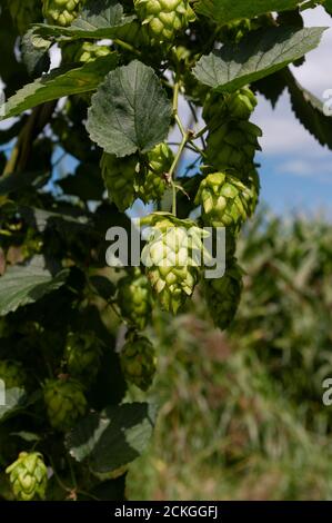 Frische grüne Hopfenkegel Pflanze, Herbst Farvest Stockfoto