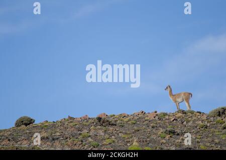 Cub von Guanaco Lama Guanicoe. Nationalpark Torres del Paine. Ultima Esperanza Provinz. Magallanes und chilenische Antarktis. Chile. Stockfoto