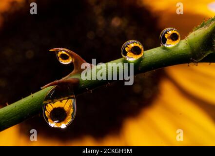 Schöne Wasser-Dorplets Makrofotografie mit Sonnenblume Hintergrund Stockfoto