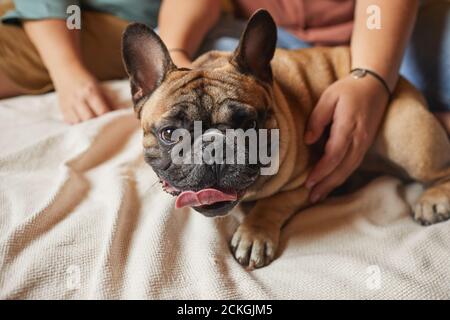 Nahaufnahme eines schönen Hundes, der mit ihren Besitzern auf dem Bett liegt Zu Hause Stockfoto