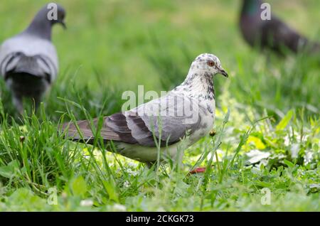 Weiße und graue Taube steht auf grünem Gras auf einem Sonniger Tag aus nächster Nähe Stockfoto