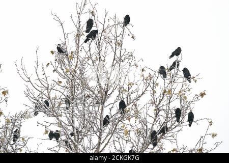 Schwarze Vögel sitzen im Winter auf den Ästen von Bäumen in der Kälte, es schneit und Äste sind mit Schnee bedeckt Stockfoto