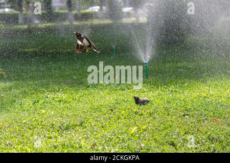 Zwei nasse afghanische Stare im Springbrunnen sprühen, einer sitzt auf dem Gras und der zweite im Flug Stockfoto