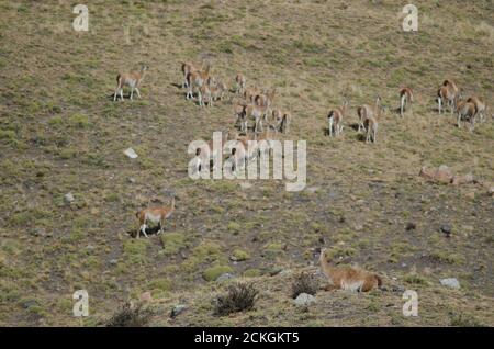 Guanacos Lama Guanicoe im Nationalpark Torres del Paine. Ultima Esperanza Provinz. Magallanes und chilenische Antarktis. Chile. Stockfoto