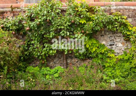 Blick auf einen Espaliered Apfelbaum, der in einer Mauer wächst Englischer Garten Stockfoto