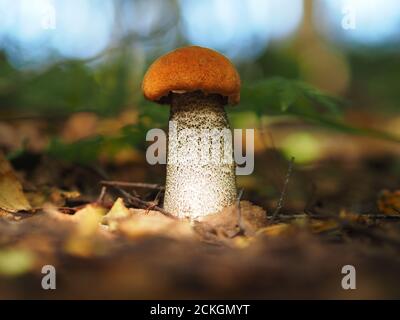 Essbare Pilze im Wald. Stockfoto