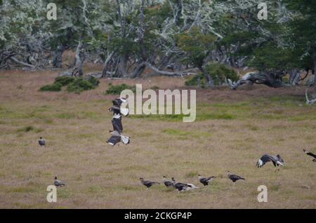 Südliche Kammkarakaras Caracara plancus, der auf den Schlachtkörpern eines Schafes isst. Patagonien In Chile. Magallanes und chilenische Antarktis. Chile. Stockfoto