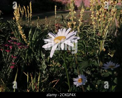 Gänseblümchen im Blumenbeet in der Abendsonne im ummauerten Garten Stockfoto