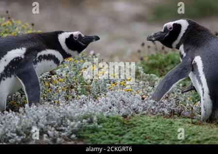 Magellanpinguine Spheniscus magellanicus von Angesicht zu Angesicht. Otway Sound und Penguin Reserve. Magallanes. Magallanes und die chilenische Antarktis. Chile. Stockfoto