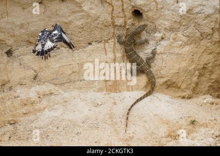 Der Rattenfischer (Ceryle rudis) greift eine nilwarane (Varanus niloticus) an, Murchison Falls National Park, Uganda. Stockfoto