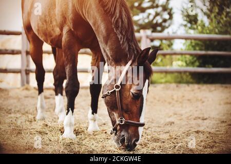 Ein schönes Lorbeerpferd grast in einem Paddock mit einem Holzzaun und frisst trockenes Heu. Die Pflege des Pferdes. Landwirtschaft. Agrarindustrie. Stockfoto