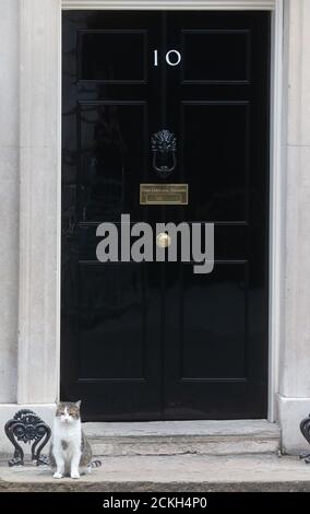 London, Großbritannien. September 2020. Larry, die Downing Street Katze und Chief Mouser in das Finanzministerium, sitzt auf dem Schritt der Nummer 10. Quelle: Tommy London/Alamy Live News Stockfoto