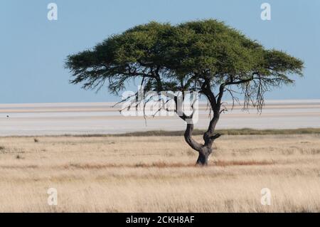 Baum bei Etosha Pan im Nationalpark in Namibia Stockfoto