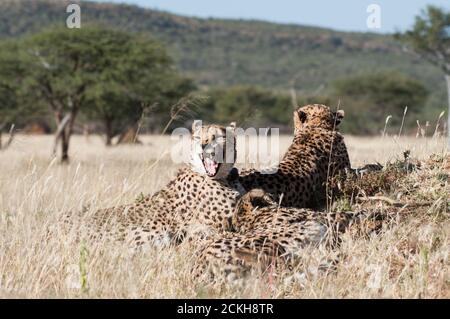 Gähnende Gepard im privaten Reservat Okonjima in Namibia Stockfoto