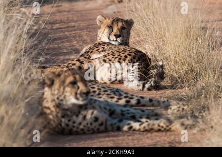 Ruhende Geparden im Privatreservat Okonjima in Namibia Stockfoto