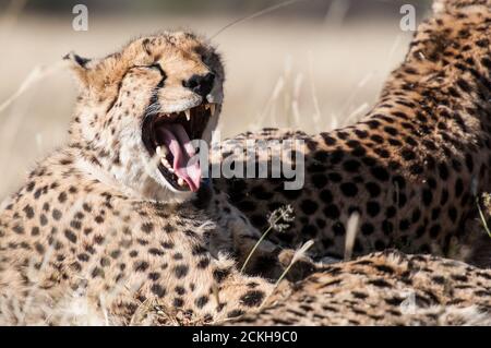 Gähnende Gepard im privaten Reservat Okonjima in Namibia Stockfoto