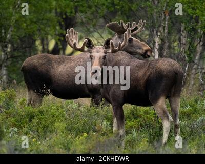 Zwei Elche (Alces alces) stehen in der Nähe Stockfoto