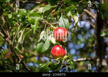 Rote Äpfel wachsen im Sommer auf einem Apfelbaum Stockfoto