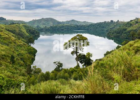 Ein kleiner See mit reflektierten Wolken auf seiner stillen Oberfläche Umgeben von üppiger Vegetation und Felder im Hintergrund In der Nähe des Bwindi National Par Stockfoto