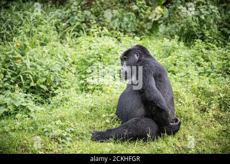 Schwangere Berggorilla ruht auf einer Wiese im Bwindi Undurchdringlicher Nationalpark in Uganda Stockfoto