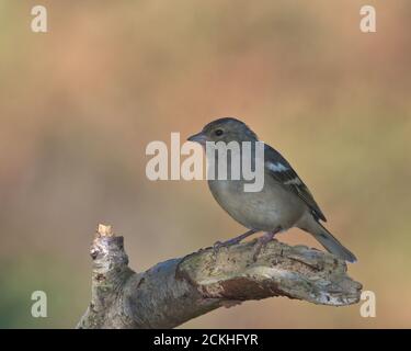 Weibliche gemeinsame Chaffinch auf einem Zweig, mit Sonnenlicht zurück Boden thront. Stockfoto