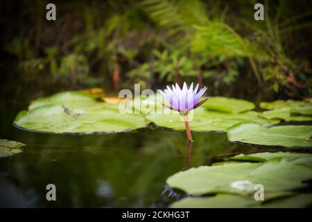 Blauer Lotus des Nils Lily in der Mabamba Sumpf in Uganda Stockfoto