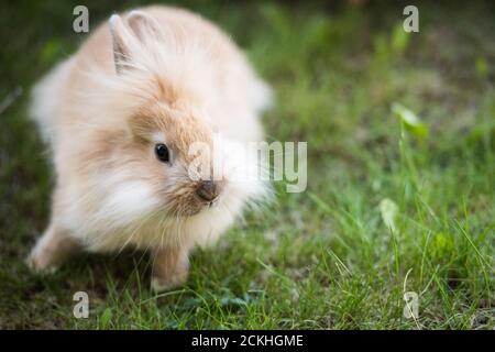 Baby Löwenkopf Kaninchen ruht auf einem Gras Stockfoto