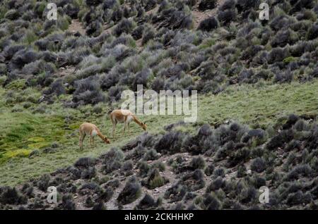 Vicunas Vicugna vicugna auf einer Wiese grasen. Lauca Nationalpark. Arica y Parinacota Region. Chile. Stockfoto