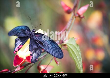 Nahaufnahme eines beschädigten männlichen Großmormons (Papilio memnon) Schmetterling auf einer Blume Stockfoto