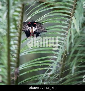 Beschädigte weibliche Großmormon (Papilio memnon) Schmetterling auf einer grünen Vegetation thront Stockfoto