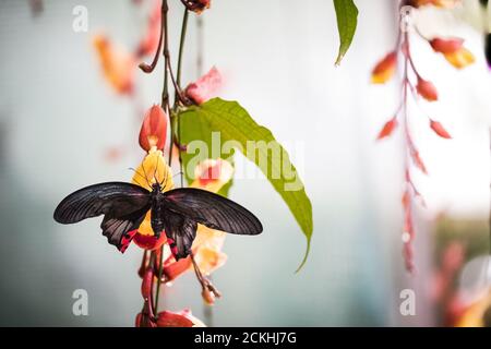 Nahaufnahme eines beschädigten männlichen Großmormons (Papilio memnon) Schmetterling auf einer Blume Stockfoto