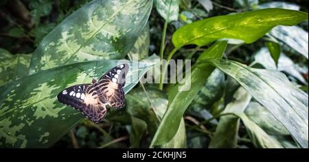 Nahaufnahme des braunen Haarschneiders (Parthenos sylvia) Schmetterling auf einer grünen Vegetation thront Stockfoto